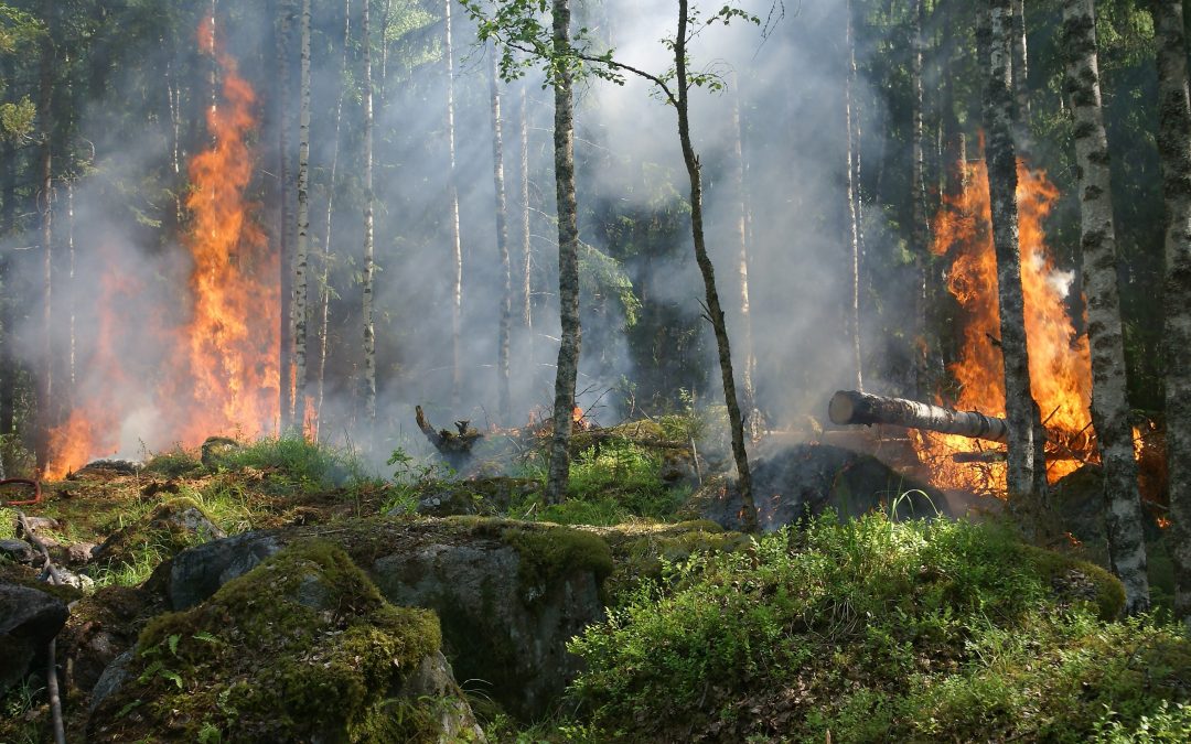 Seeking natural capital projects: Forest fires, haze, and early-life exposure in Indonesia