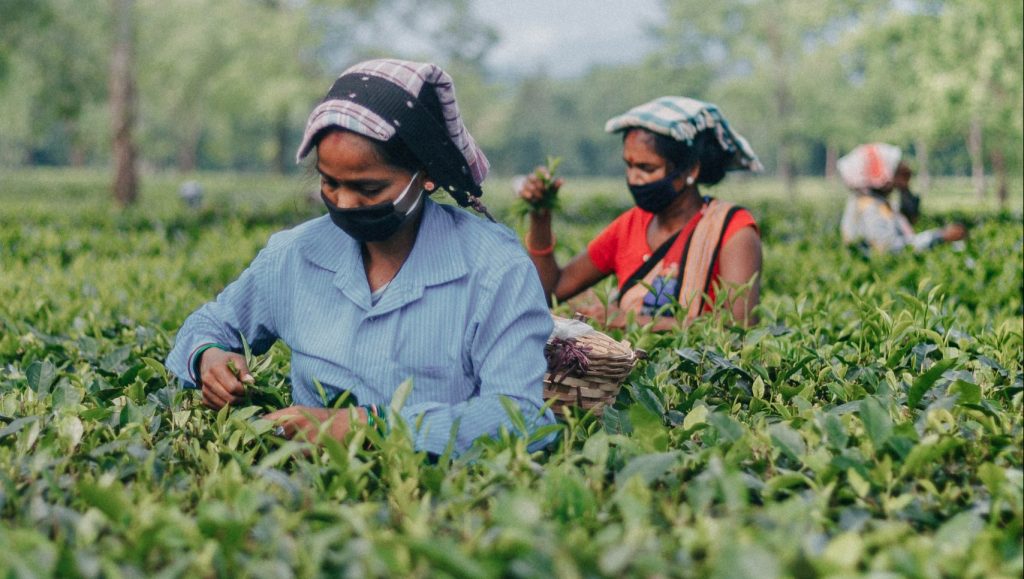 Women picking tea leaves in India. Photo by Nilotpal Kalita on Unsplash.