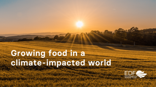 How to increase food security and adaptation on a climate-stressed planet