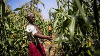 A women watering plants in a corn filed