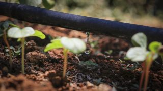 Drip irrigation pipe with water droplets falling onto the soil, where several small green plants are growing